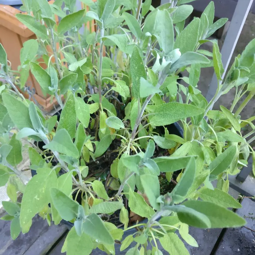 Sage Plant or Cuttings photo 1