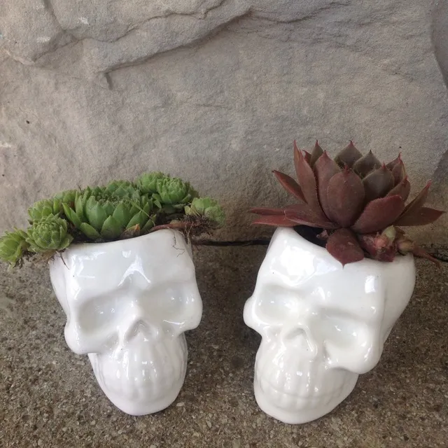 Skull Succulents photo 1