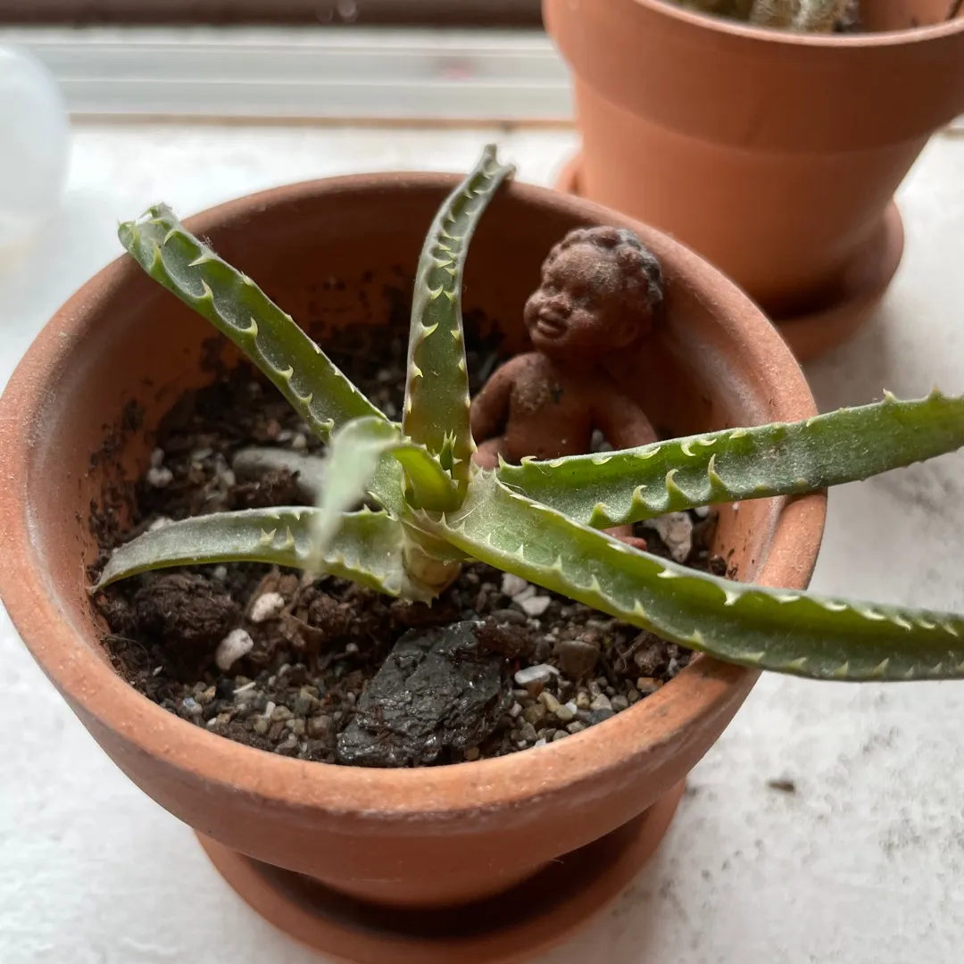 Little Aloe With A Baby photo 1