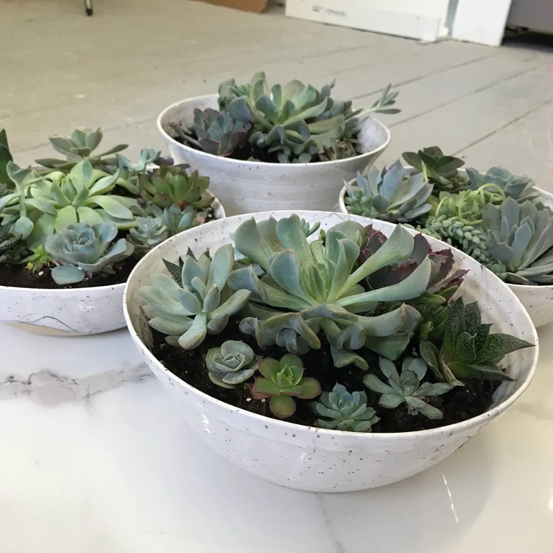 Large Ceramic Bowls With Assorted Succulents photo 4