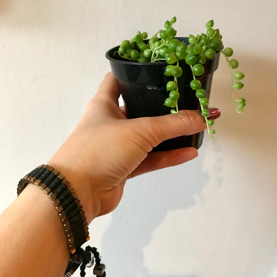 String Of Pearls 🍡🍡🍡 Plant photo 3