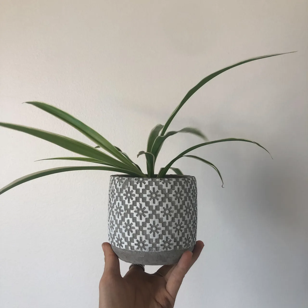 Spider plant in painter cement pot  photo 6