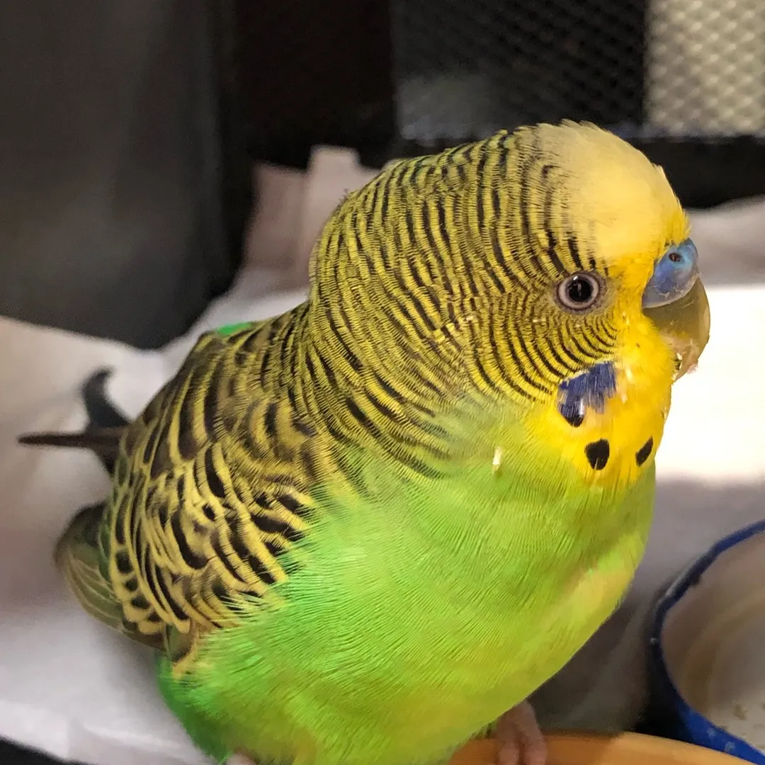 Thank You!  Budgie Bird Successfully Reunited With It’s Owner! photo 1