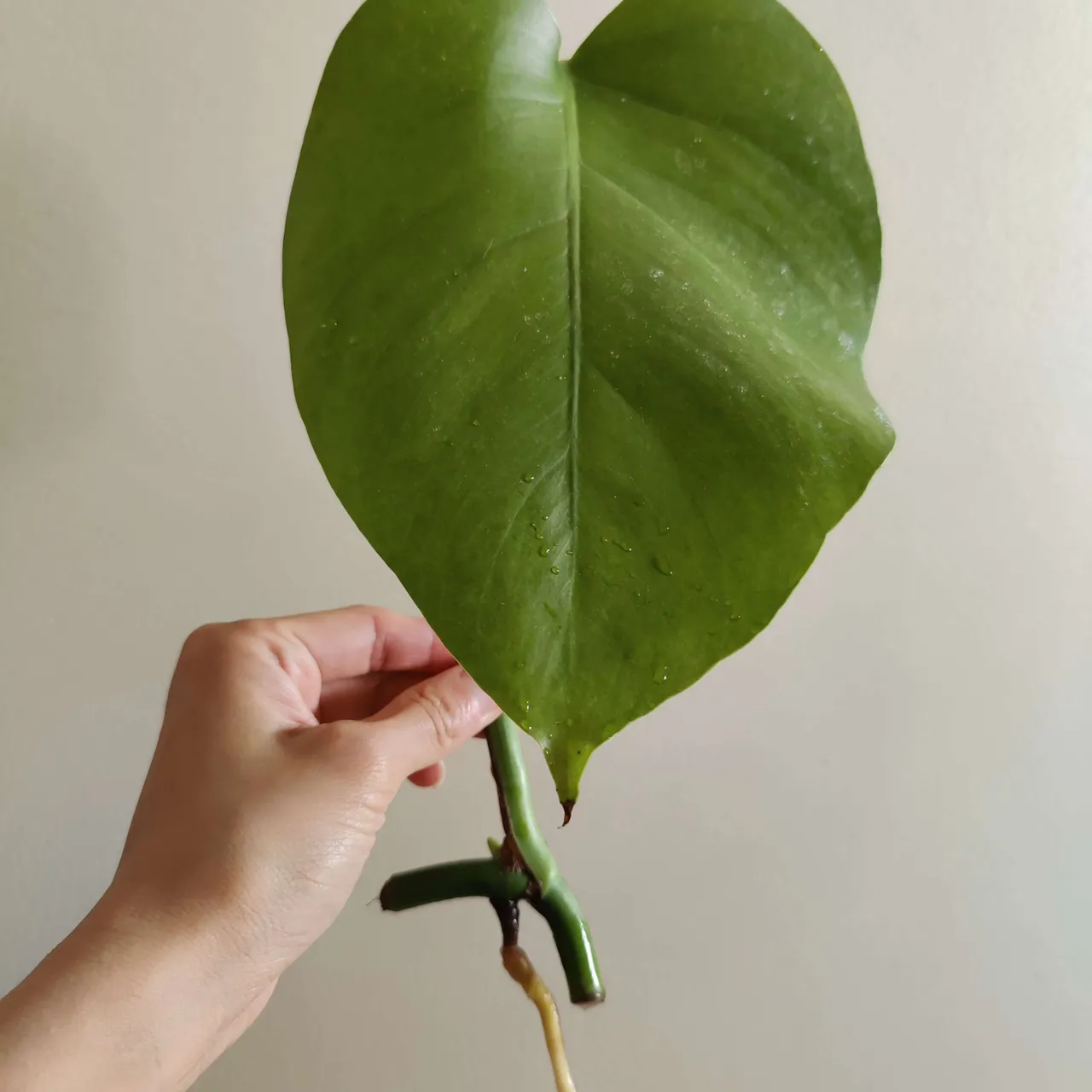Rooted Monstera Cutting photo 1