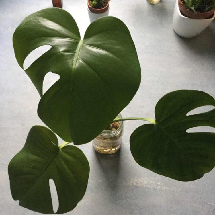 Rooted Monstera — Ready photo 1