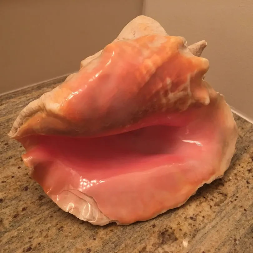 Conch Shell photo 1