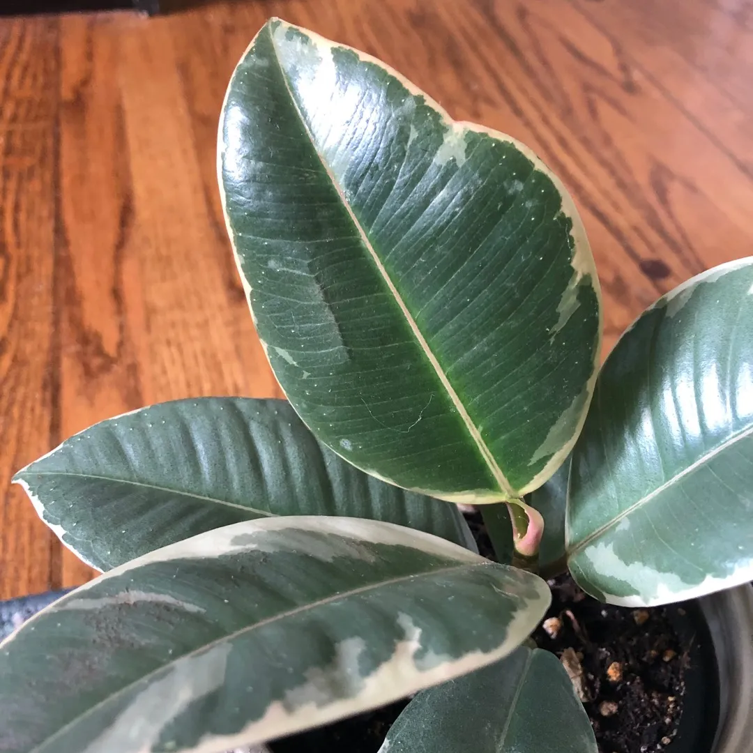 Variegated Rubber Tree Plant photo 5