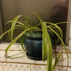 3 Spider Plants Looking For Love photo 1