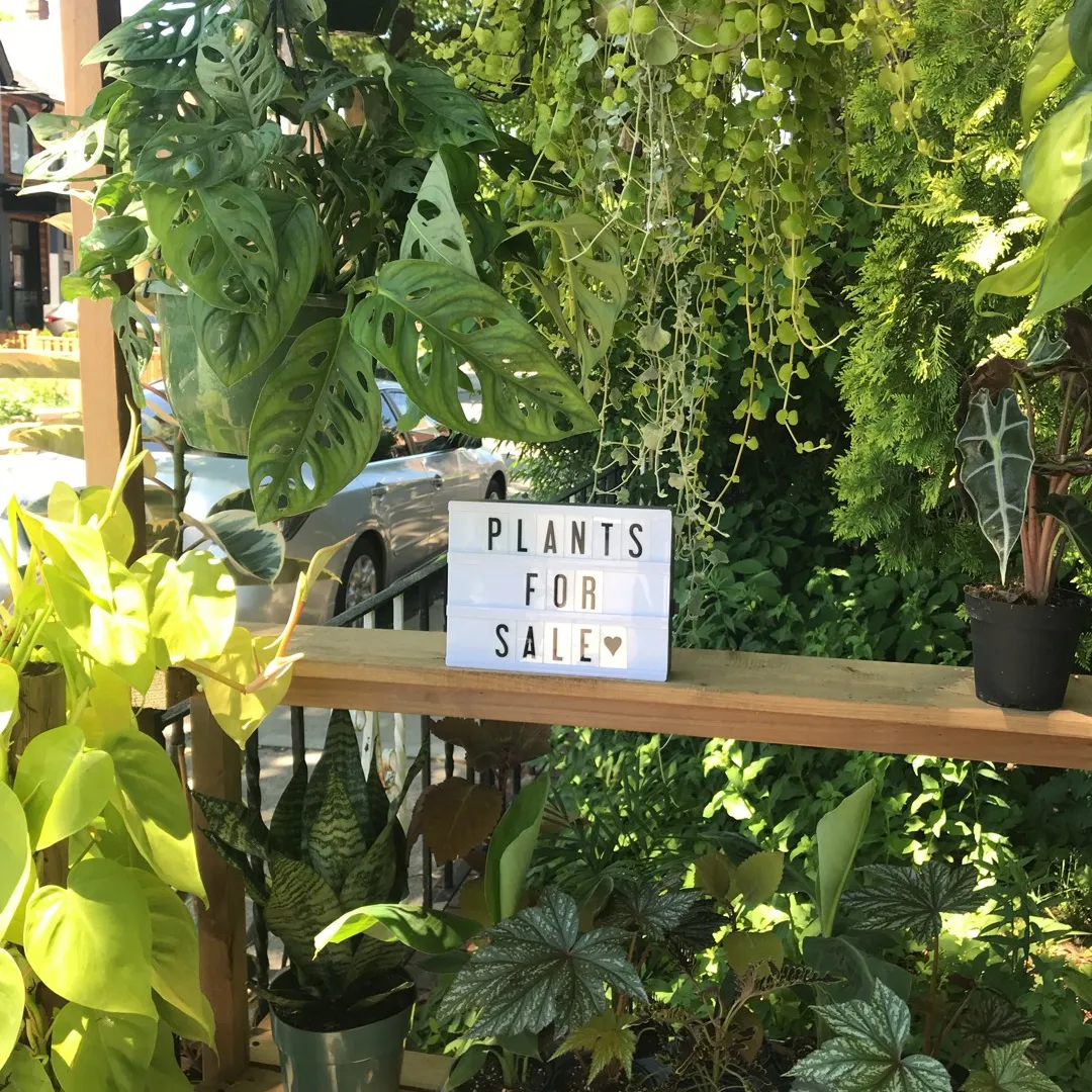 Plants Plant Plants 🌿💚🌿💚 photo 7