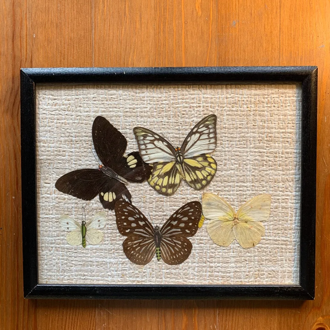 Vintage Butterfly Picture photo 1