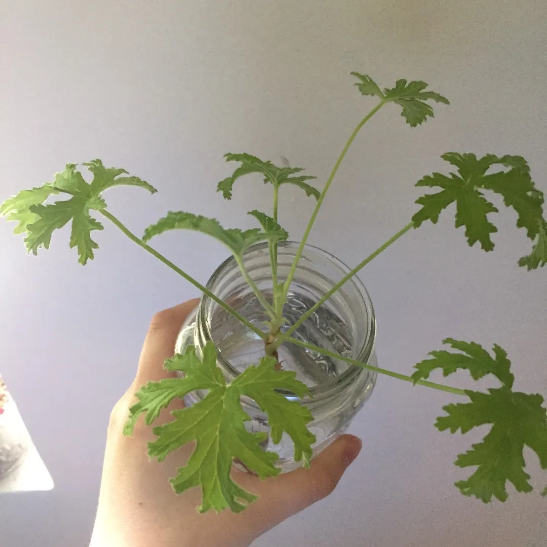 rooted clipping-scented geranium photo 3
