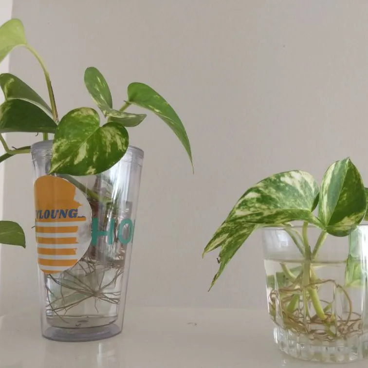 rooted variegated pothos clippings photo 1