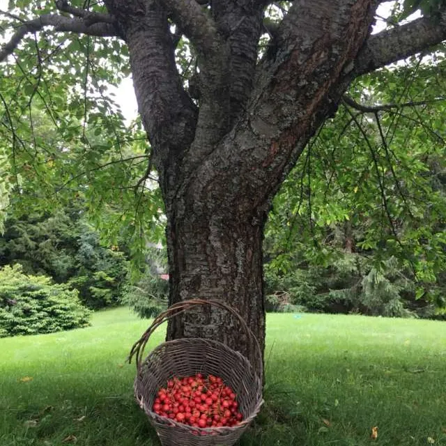 Cherries. Fresh Right Of The Tree. photo 1
