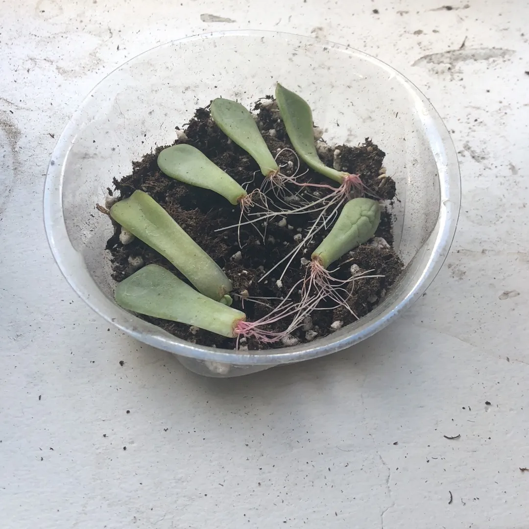 Small Tray Of Propagating Succulents photo 1