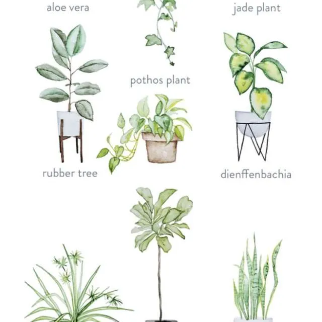 ISO plants! photo 1