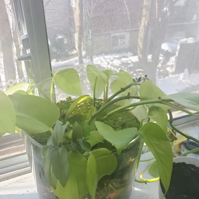 Rooted Neon Pothos Cuttings photo 1