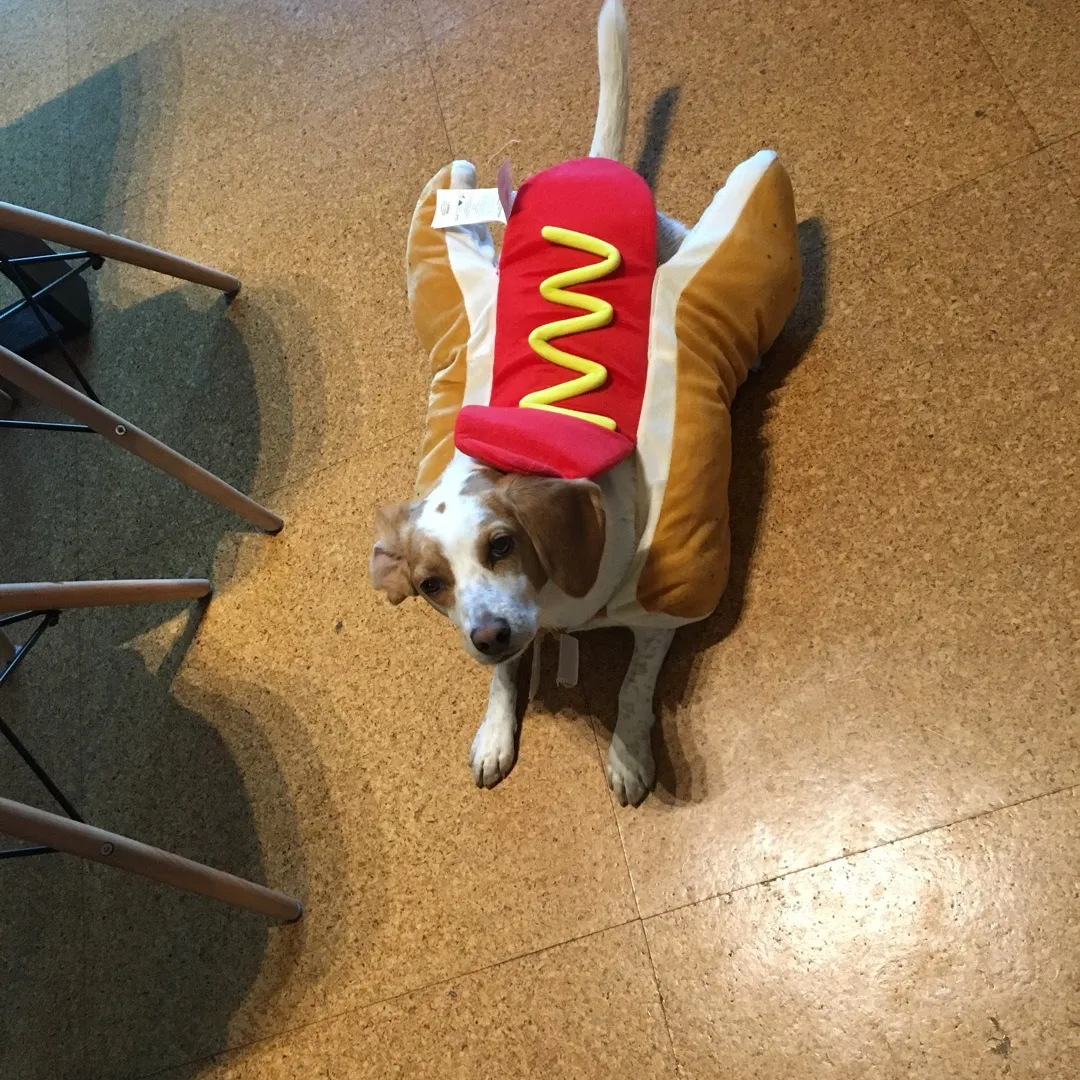 BNWT Hot Dog Costume photo 3