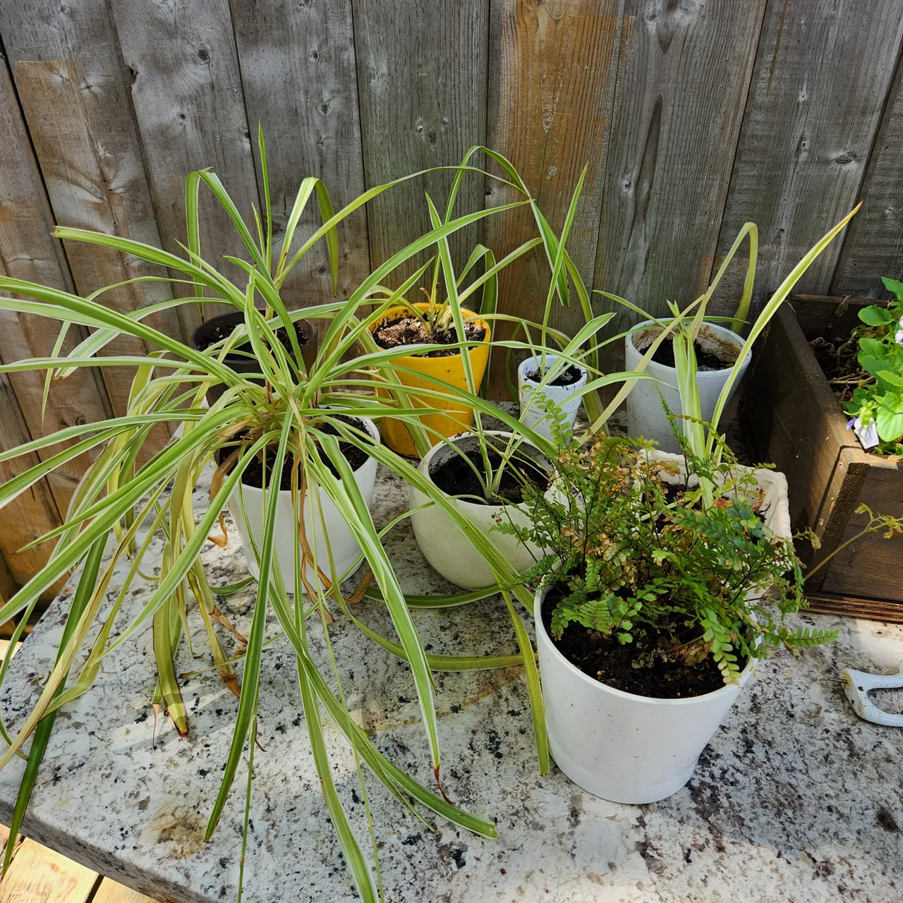 Plants  photo 1