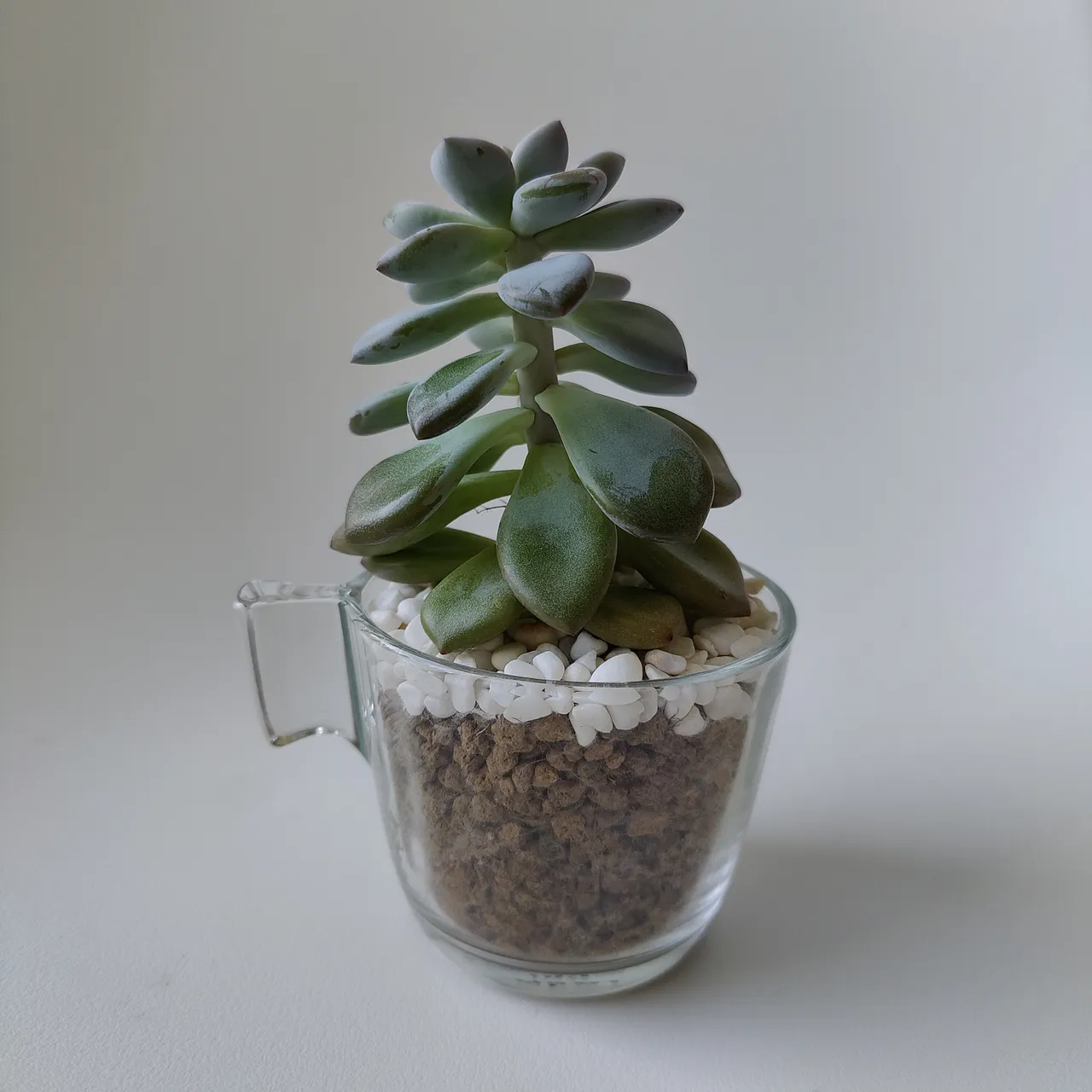 Pending Potted succulent  photo 1