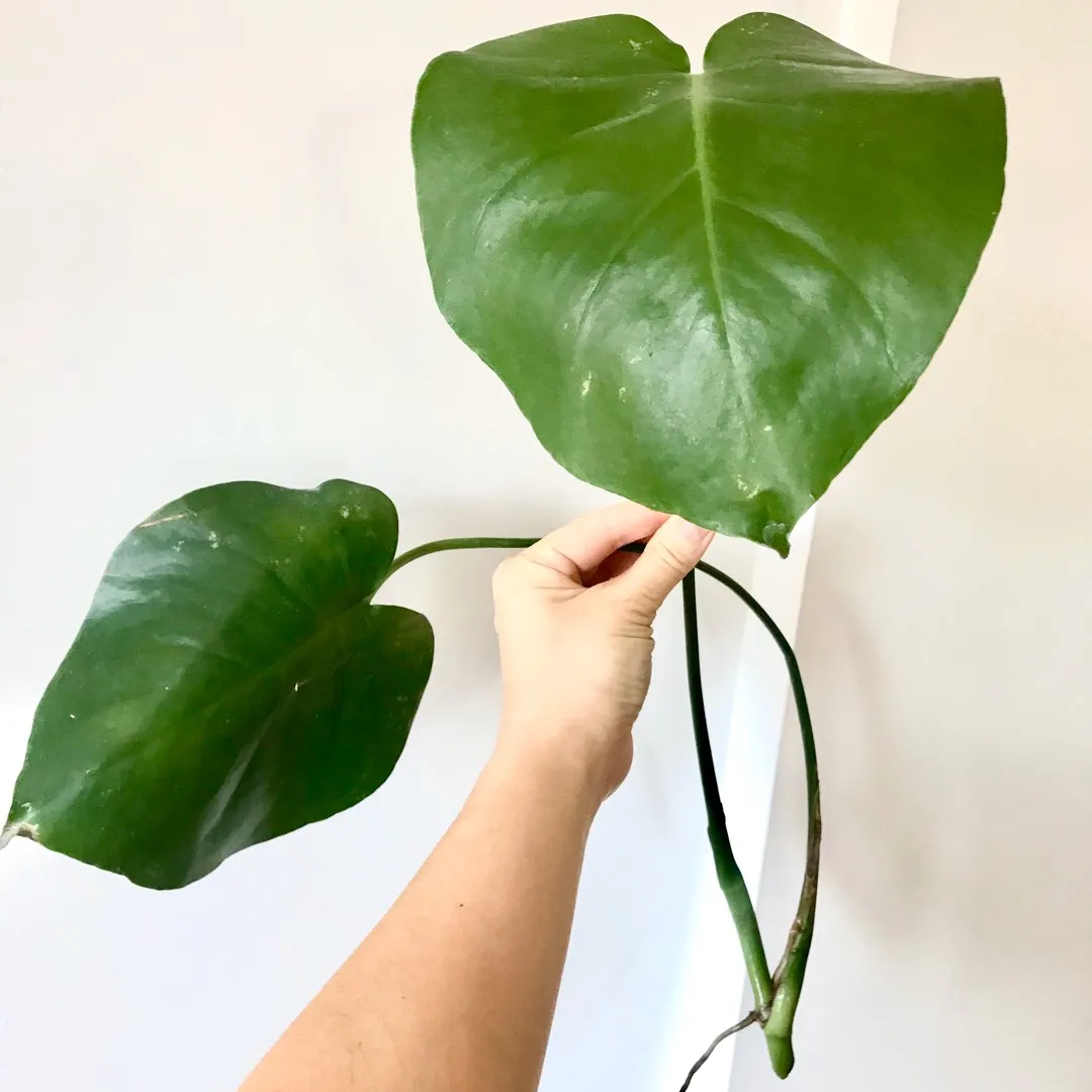 Monstera Deliciosa 🌿💕 Plant Cutting photo 1