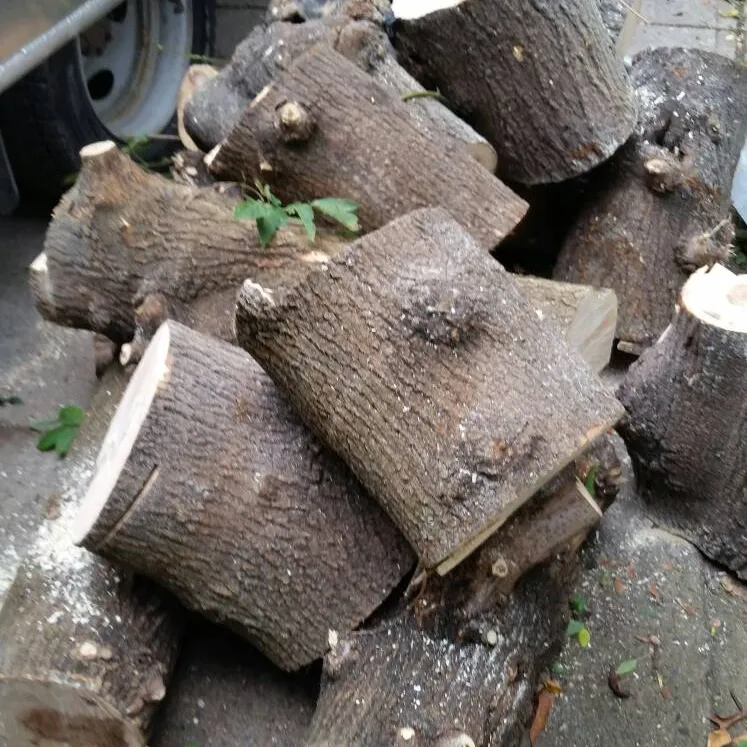 You Missed It This Time, But Follow Me For Free Stumps! photo 1