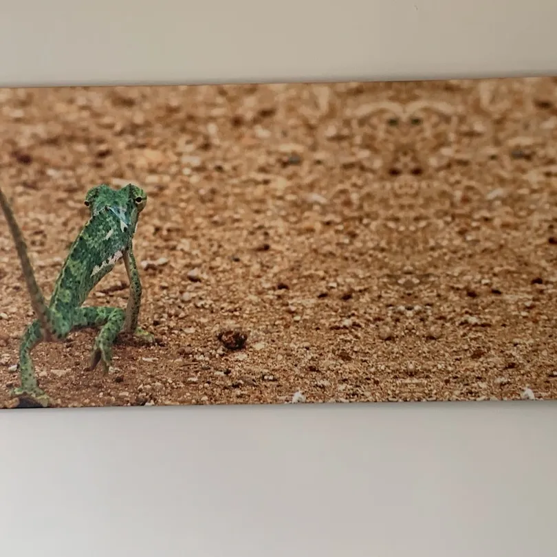 Chameleon Photo On Canvass photo 1