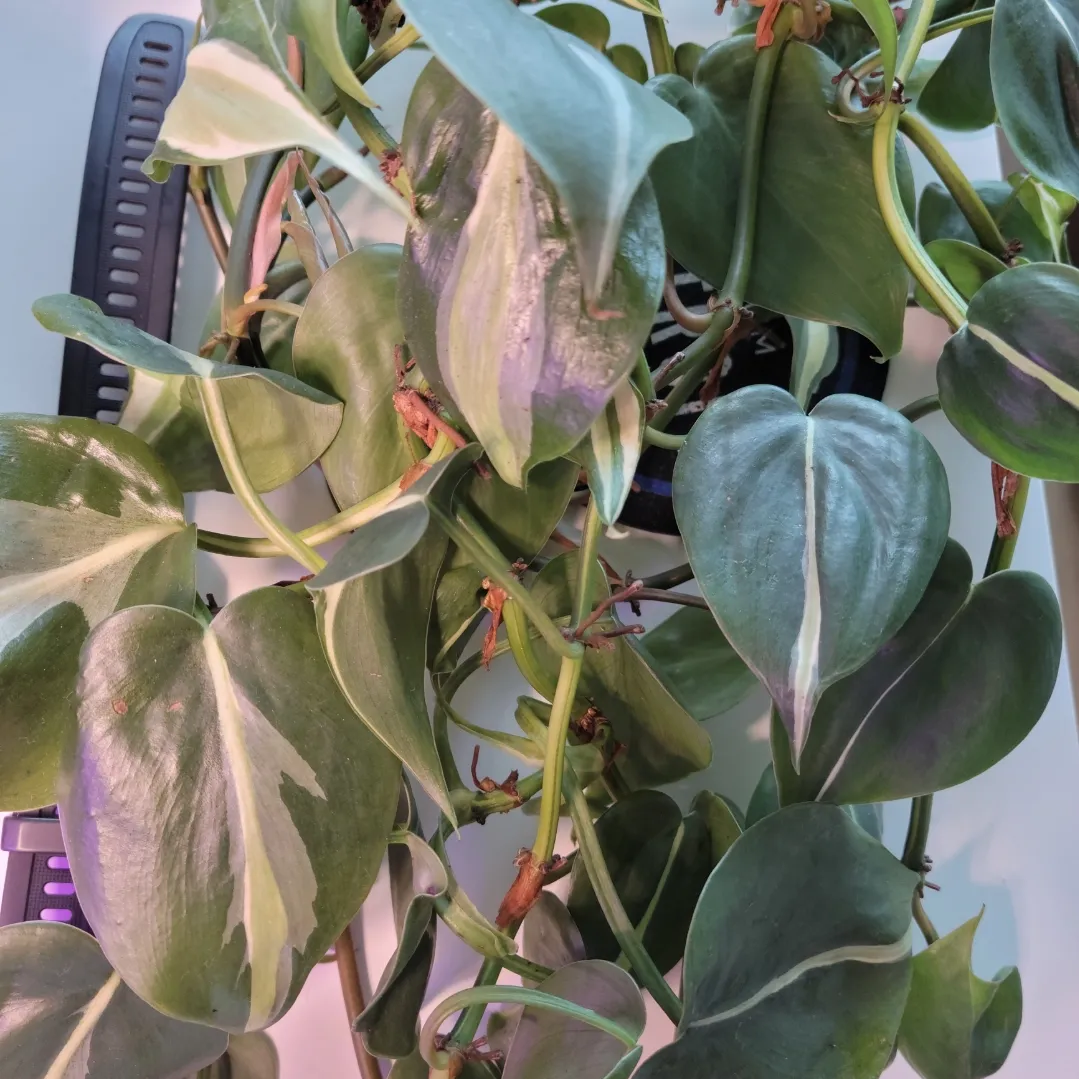 Philodendron Silver Splash cuttings photo 1