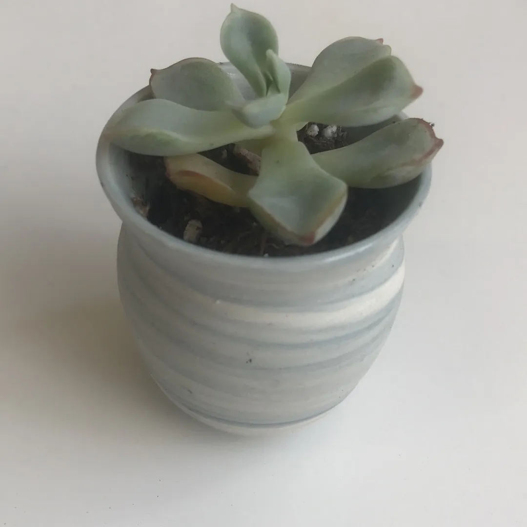 Tiny Succulents In Handmade Pots photo 3