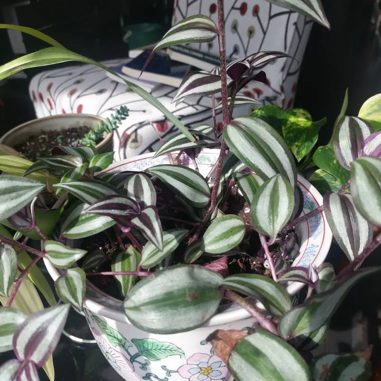 Wandering Jew Plant Clippings photo 1