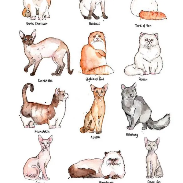 Etsy Cat Art Print photo 1