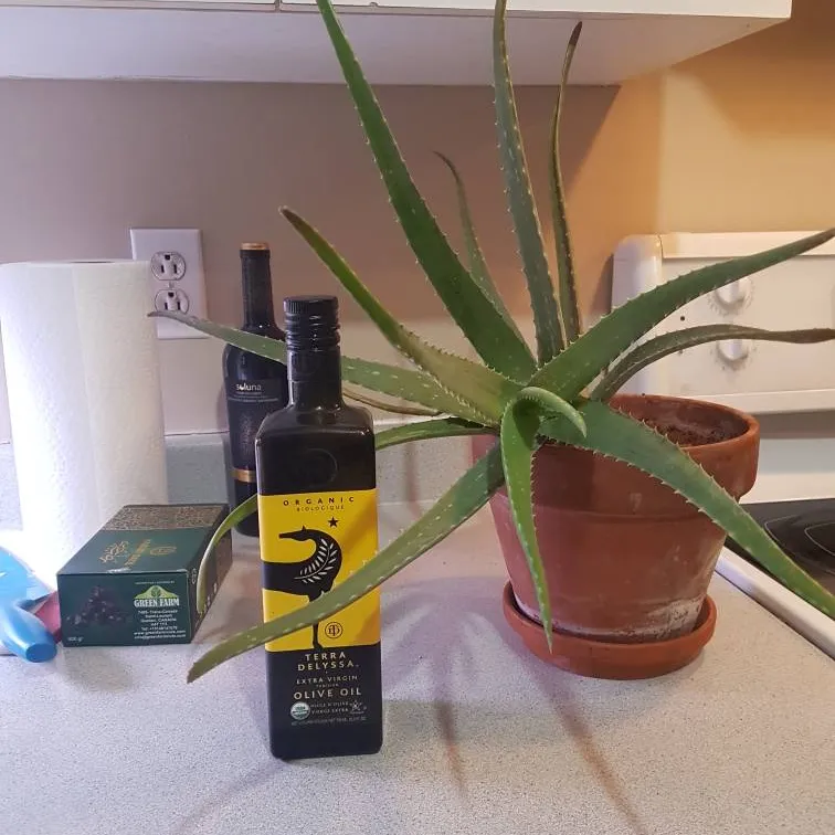 Big Juicy Aloe! photo 1