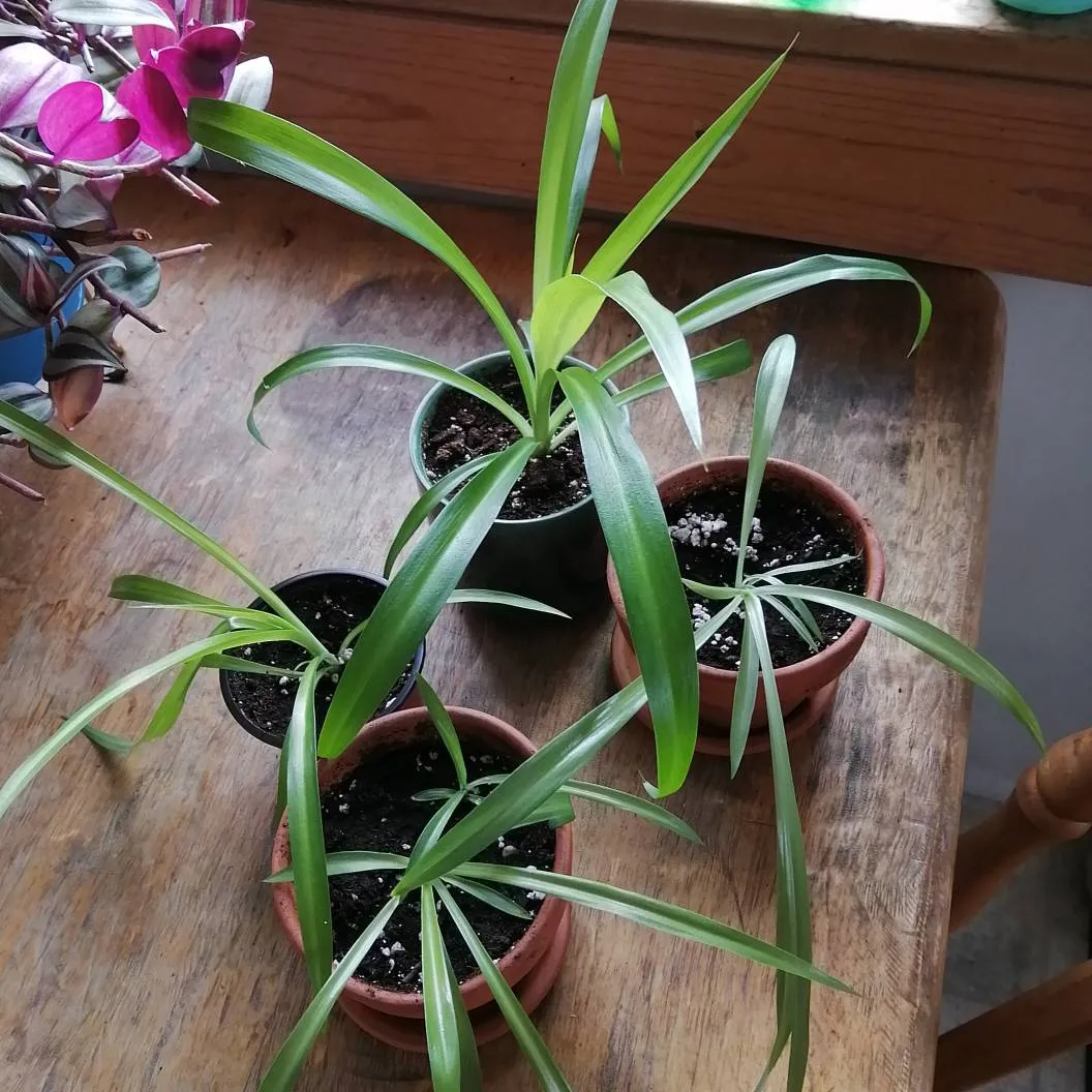 Solid Green Spider Plants photo 1