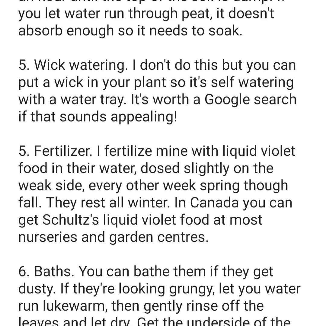 African Violet Care Guide photo 6