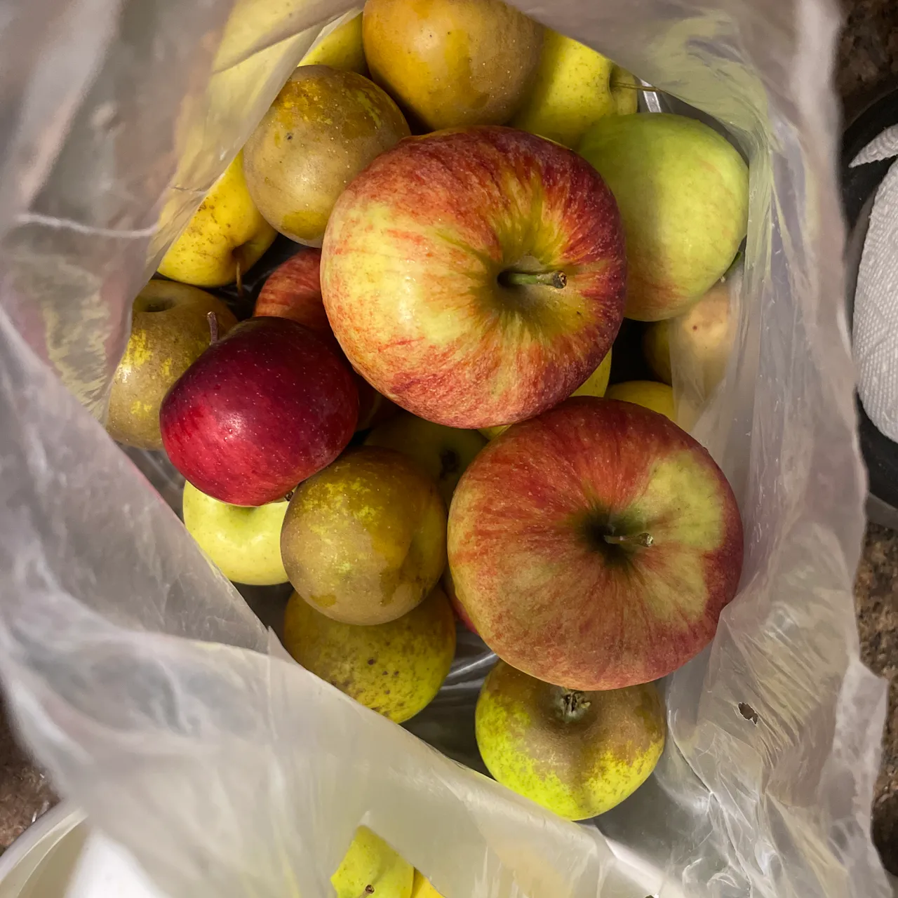 Freshly picked apples photo 1