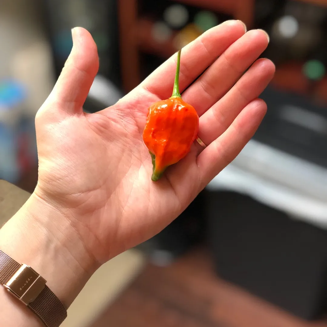 Ghost Peppers photo 1