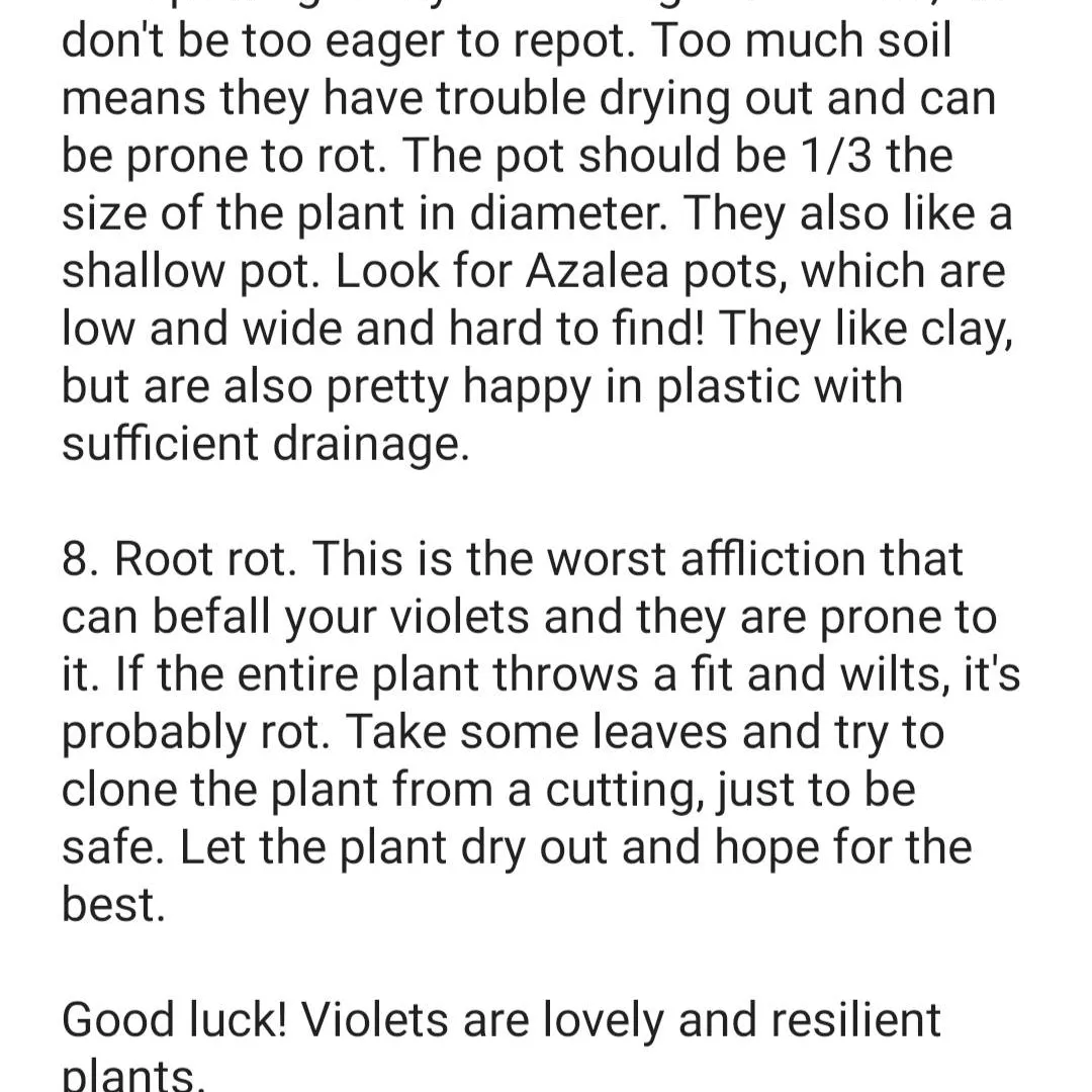 African Violet Care Guide photo 7