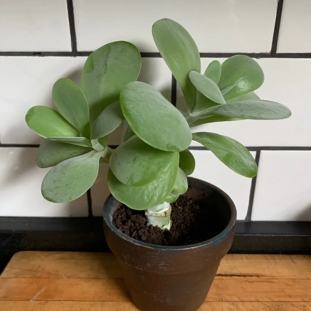 Conjoined Twin Paddle Plant Succulent photo 1