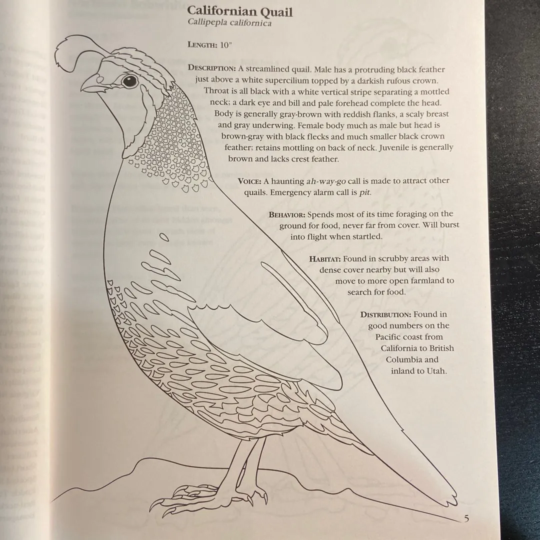 Bird Colouring Book! photo 3