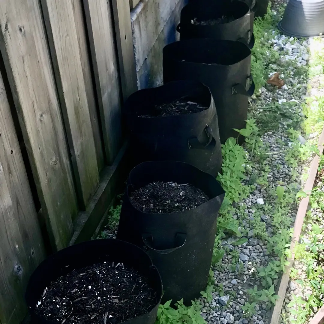Grow Bags Filled With Scottie Garden Soil photo 1