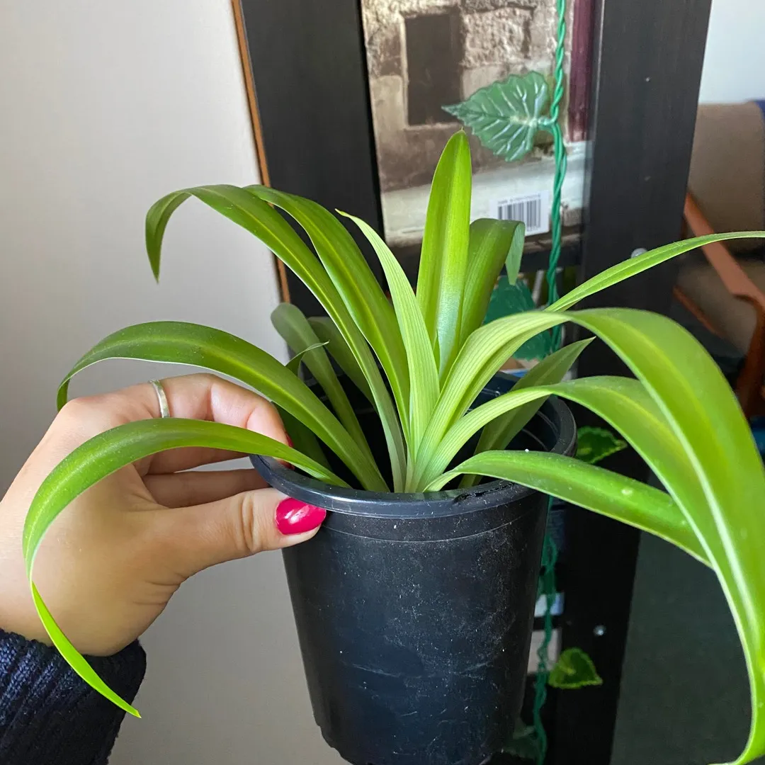 Potted Spider Plant photo 1