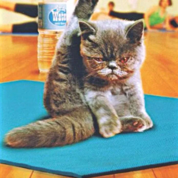 Let's Yoga! photo 1