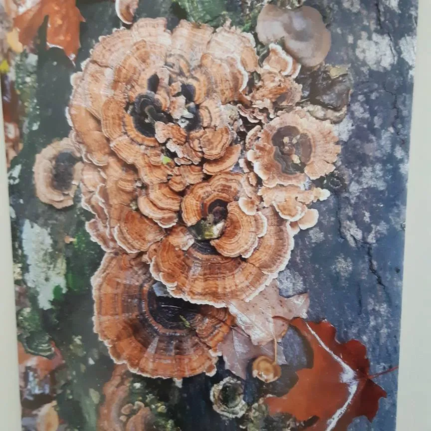 Beautiful Fungi Print. photo 1