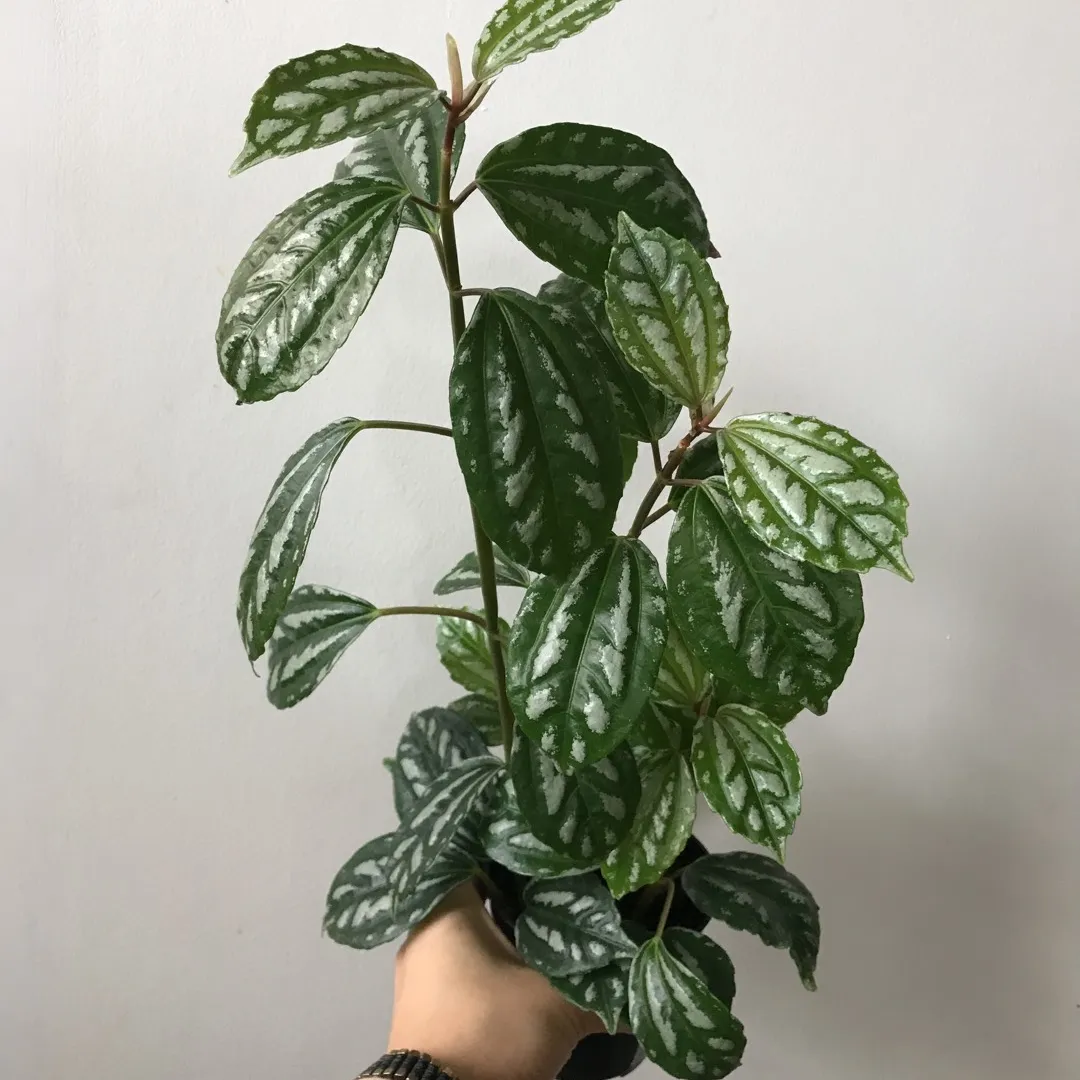 Cute Plant 🌱🥰 photo 1