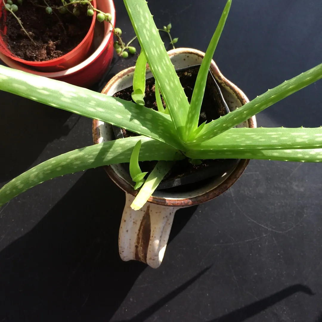 Aloe Vera Plants photo 1