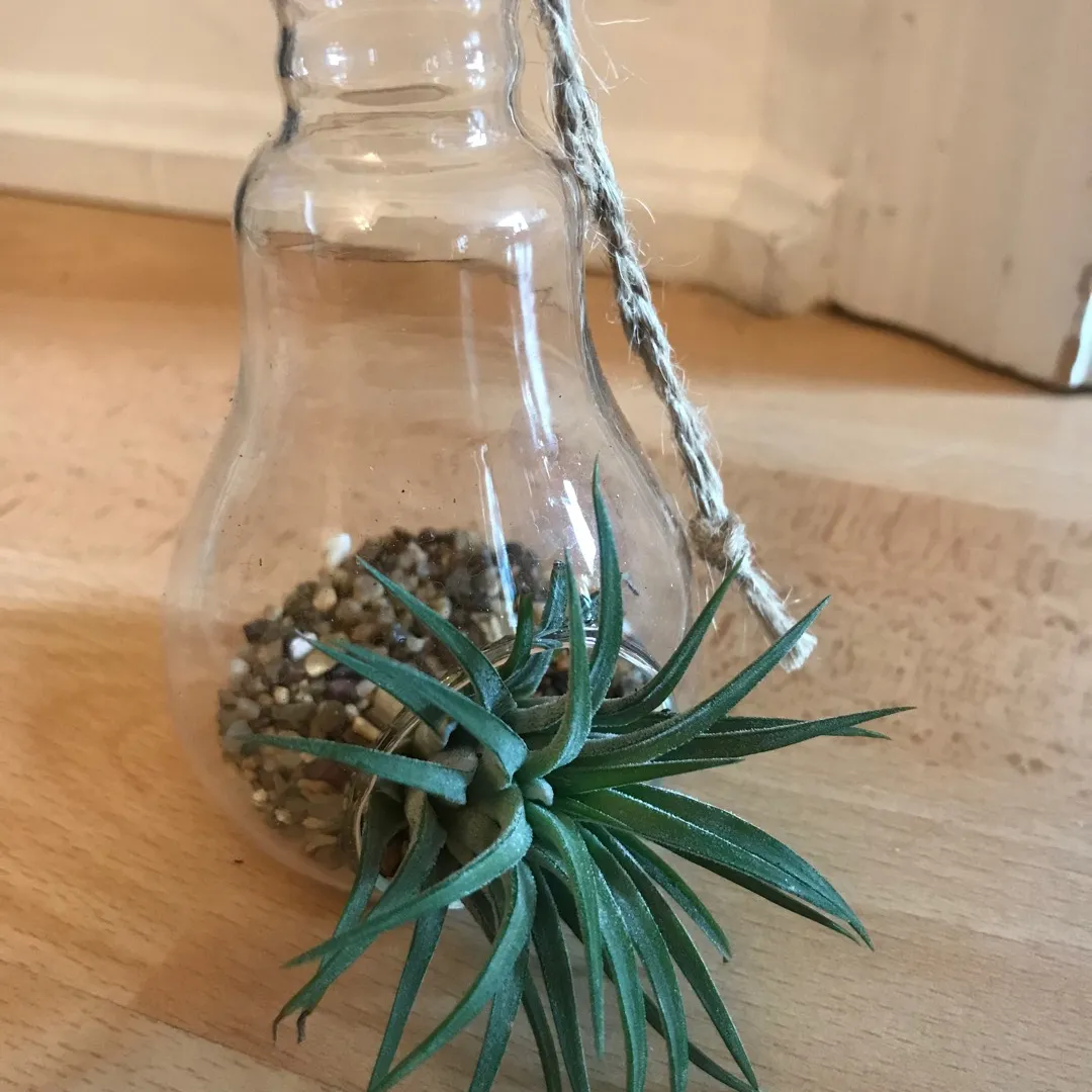 Air Plant with Bulb and Stones photo 1