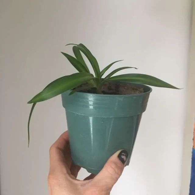 Baby Spider Plants Or Chicken Broth Or Deoderant photo 3