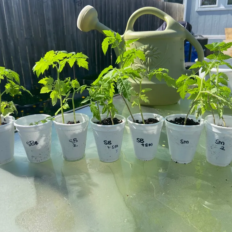 Tomato Seedlings! photo 1