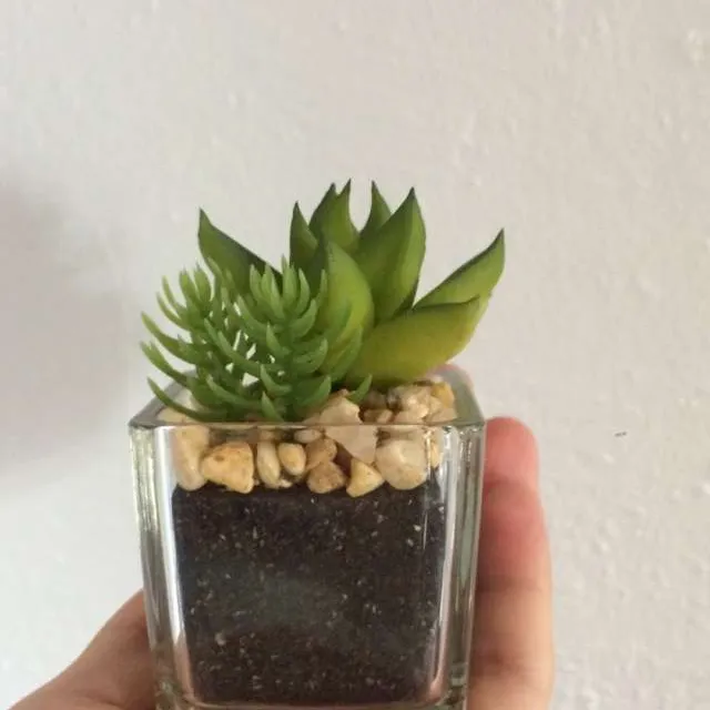 Fake Lil Succulents photo 1