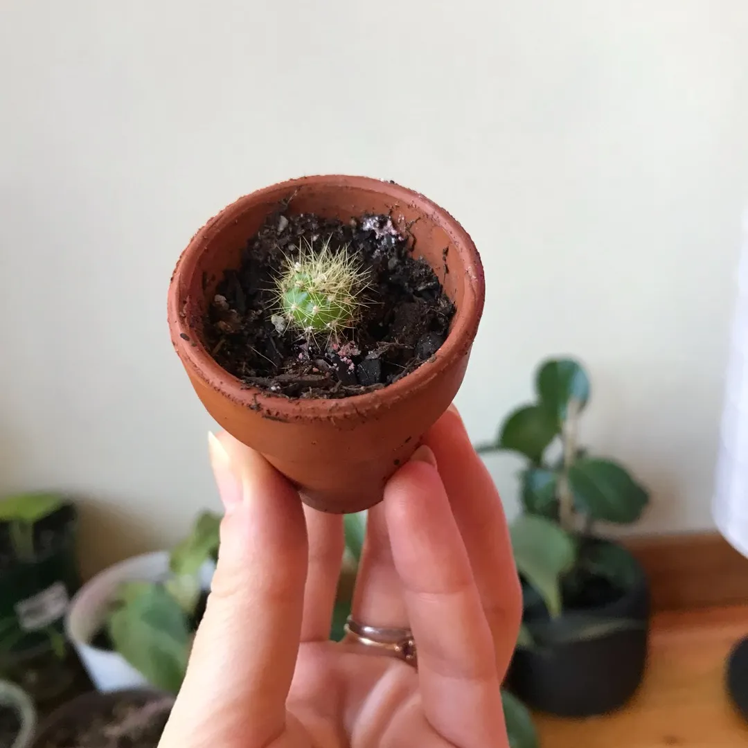 Cactus In A Pot photo 1