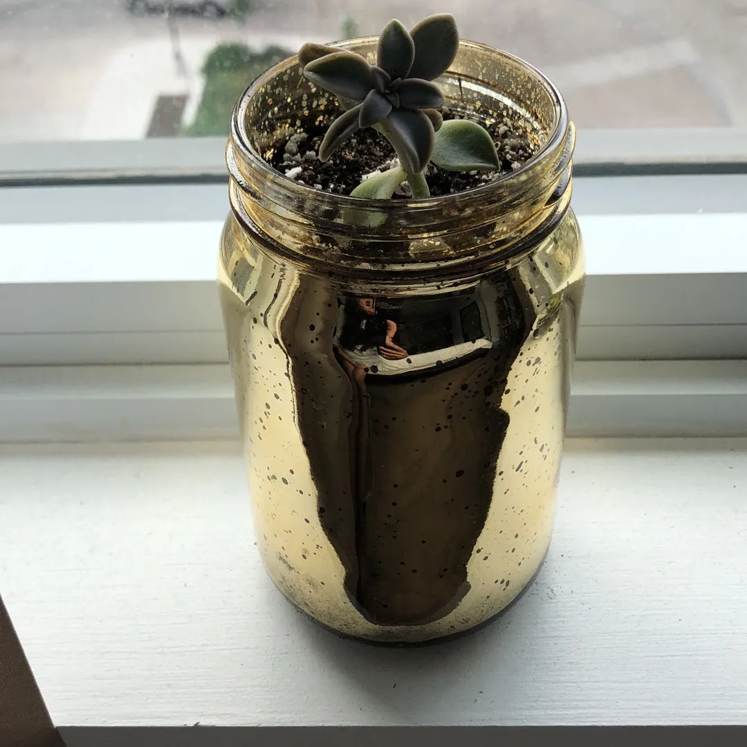 Succulent & Gold Metallic Jar photo 1